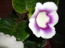 flori-01 06 2011 016