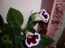 flori-01 06 2011 017