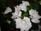 flori-01 06 2011 018