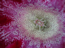 tigrina red