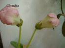 DSC02742