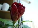 DSC02810