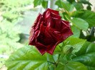 DSC02818