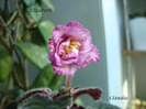 DSC02787