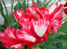 DSC02768