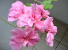 DSC02772