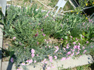 DSC02842
