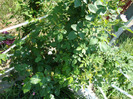 DSC02846
