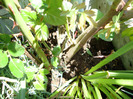 DSC02885