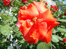 DSC02893