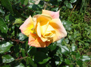 DSC02896