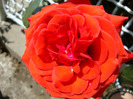 DSC02900