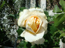 DSC02905