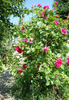 DSC02906