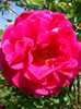 DSC02907