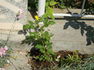 DSC02919