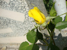 DSC02923