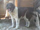 femela 1,5ani