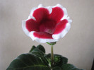 Gloxinia Kaiser Friedrich 31 mai 2011 