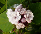 P1330924