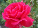 Rose Blaze (2011, June 02)