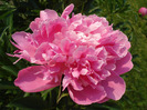 Peony. Bujor (2011, May 29)
