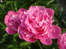 Peony. Bujor (2011, May 29)