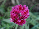 Dianthus chinensis (2011, June 01)