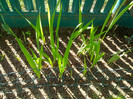 Gladiole Acidanthera