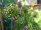 ceapa deco (Allium)