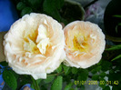 abraham darby dimineata