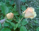 Picture 040