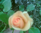 Picture 042