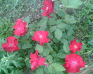 Picture 043