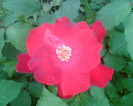Picture 044