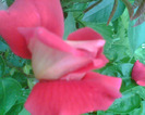 Picture 048