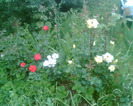 Picture 050