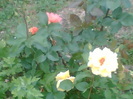 Picture 051