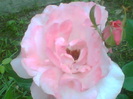Picture 061