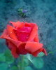 Fotogr.0259
