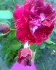Fotogr.0261