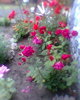 Fotogr.0263