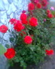 Fotogr.0264