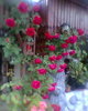 trandafir urcator rosu