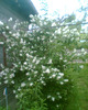 Picture 005