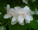 Picture 008
