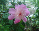 Picture 010