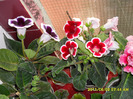 flori-02 06 2011 003