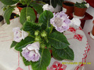 flori-02 06 2011 001