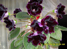 flori-02 06 2011 002